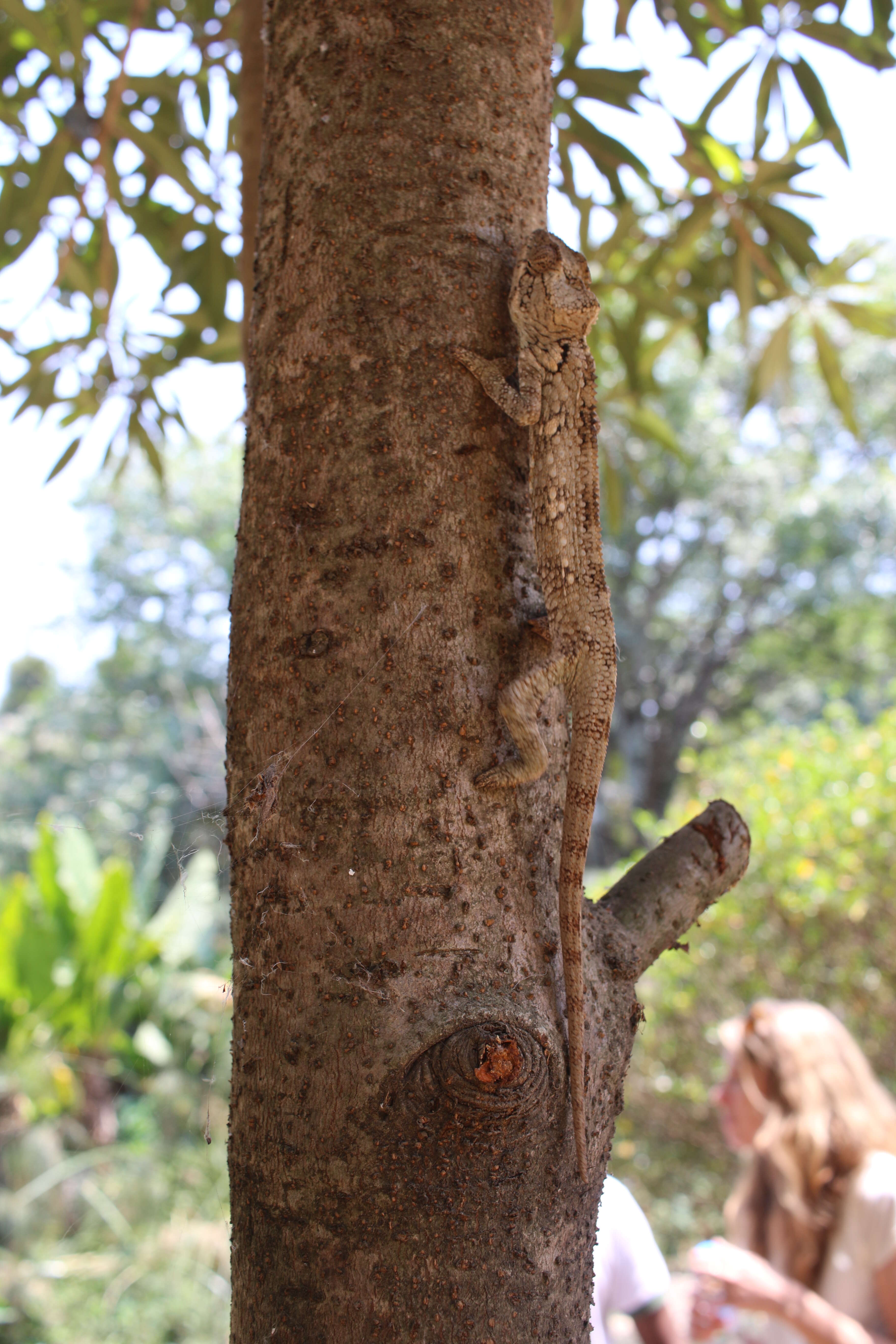 Image of Malagasy Giant Chameleon