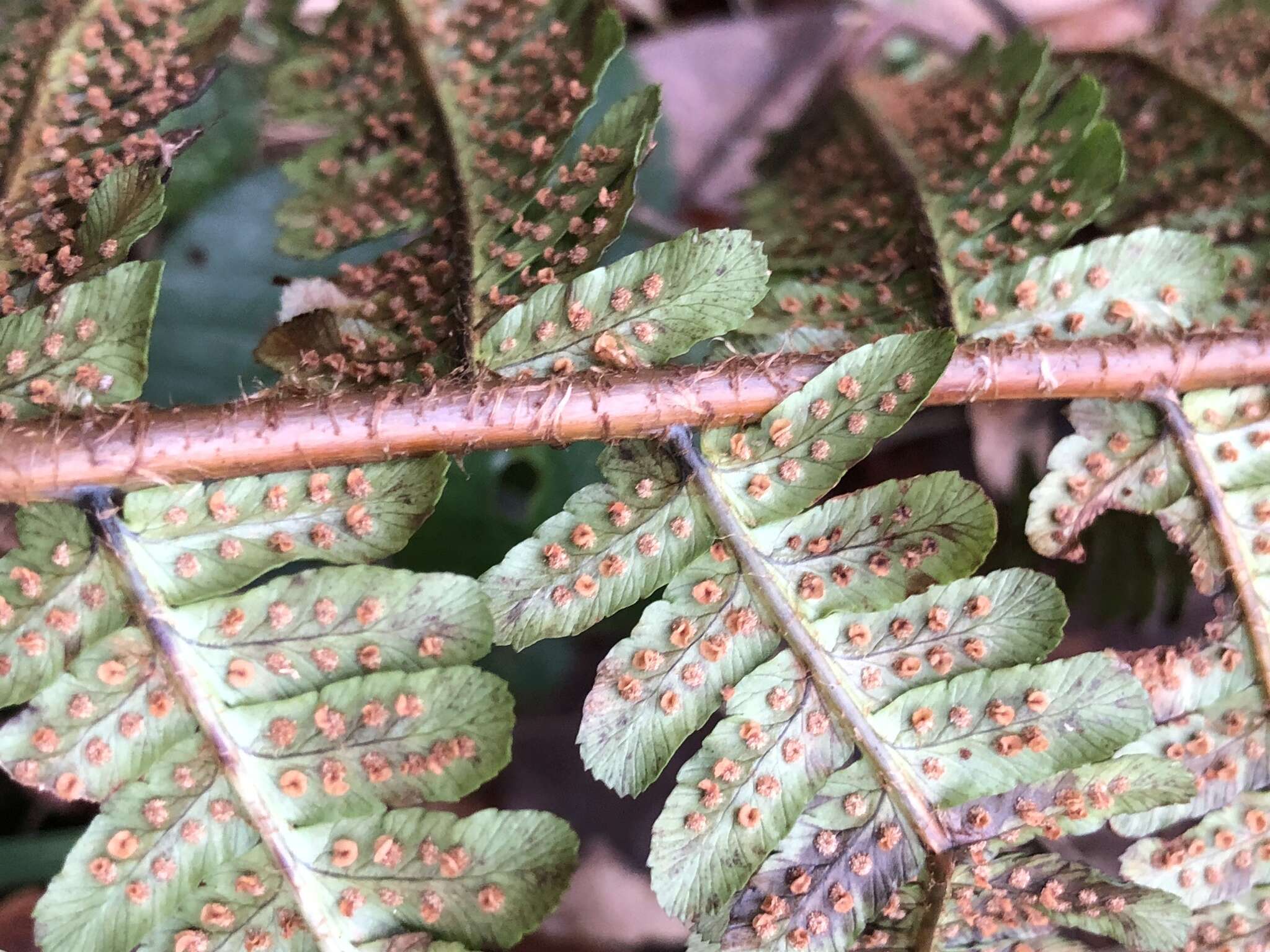 Image of Dryopteris borreri (Newm.) Oberholzer & Tavel