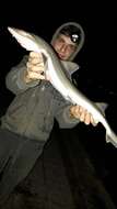 Image of Common Smoothhound