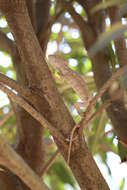 Image of Malagasy Giant Chameleon