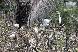 Image of Dimorphic Egret