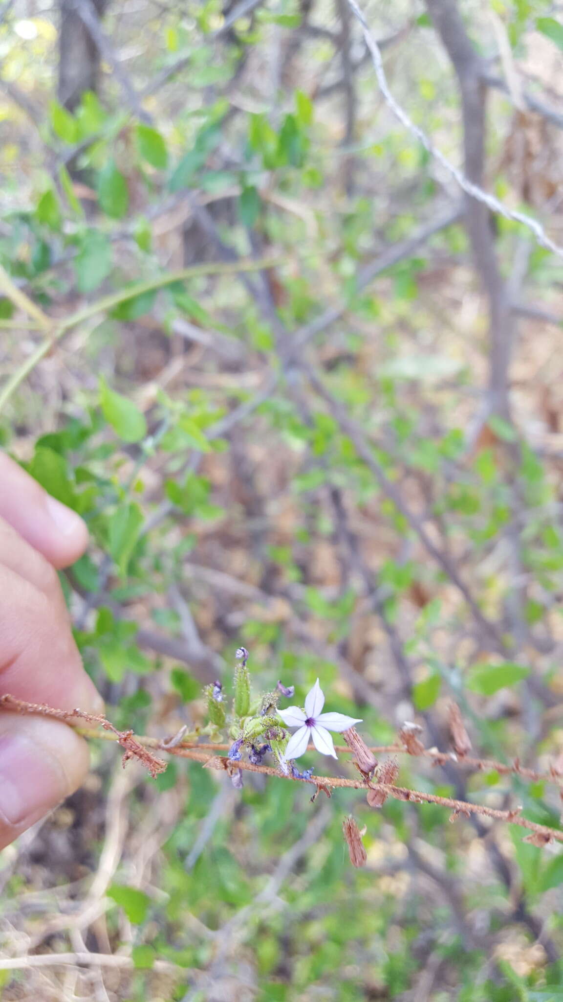 Image of Plumbago pulchella Boiss.