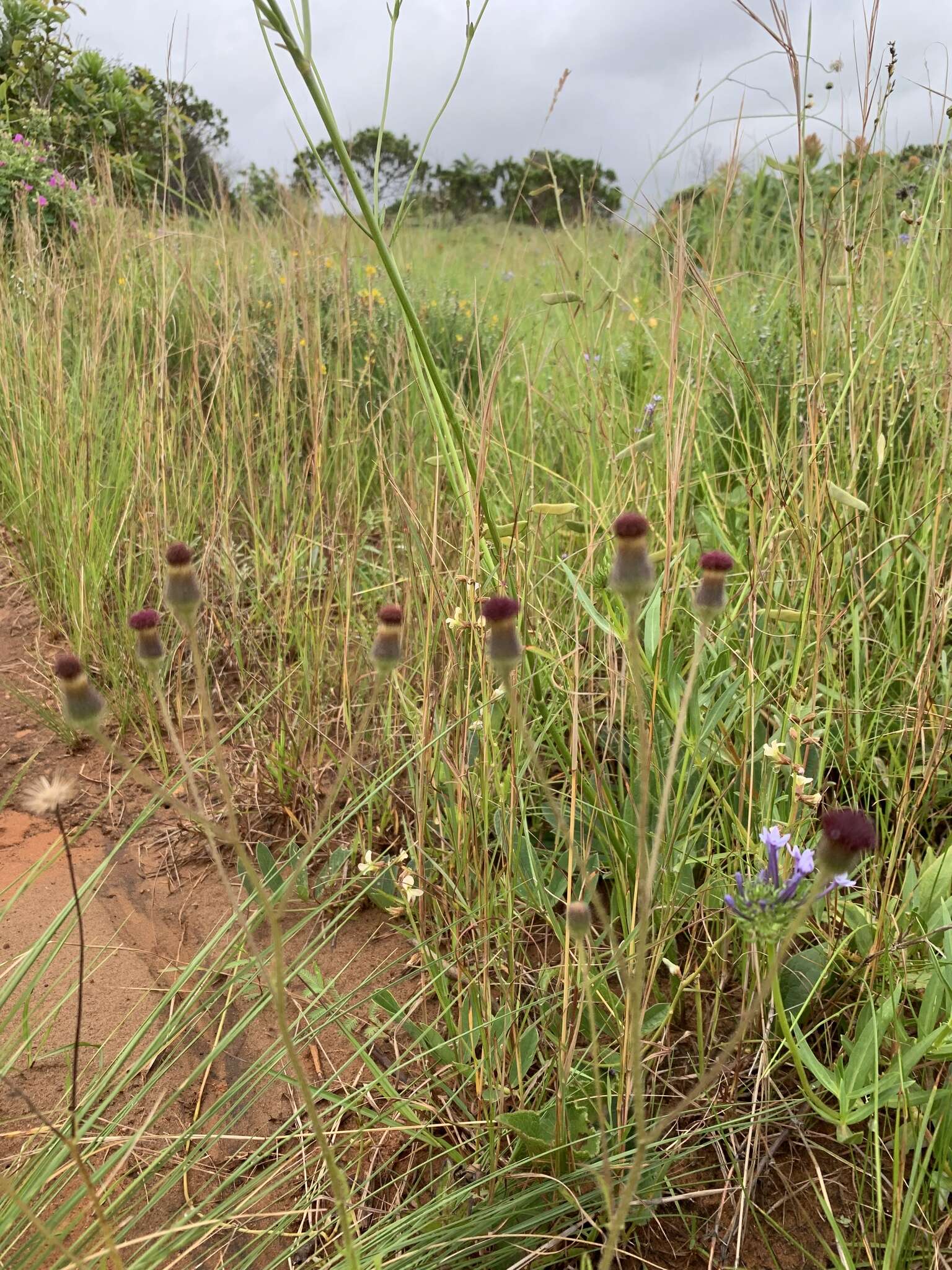 Image de Ophrestia oblongifolia (E. Mey.) H. M. L. Forbes