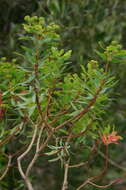 Image of Euphorbia bivonae subsp. bivonae