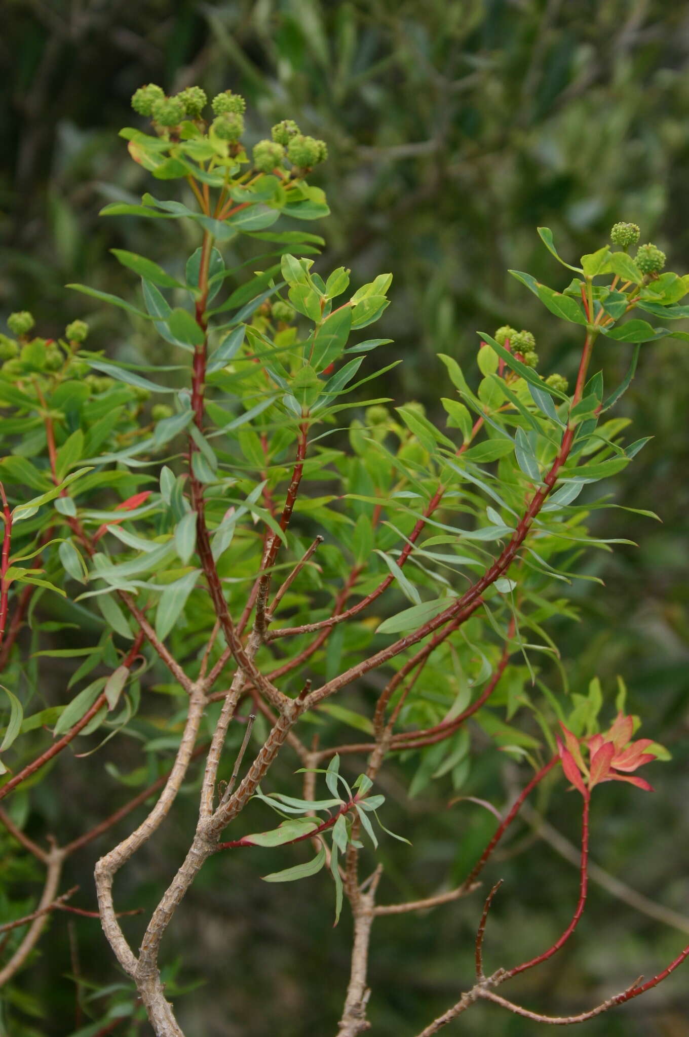 Sivun Euphorbia bivonae subsp. bivonae kuva