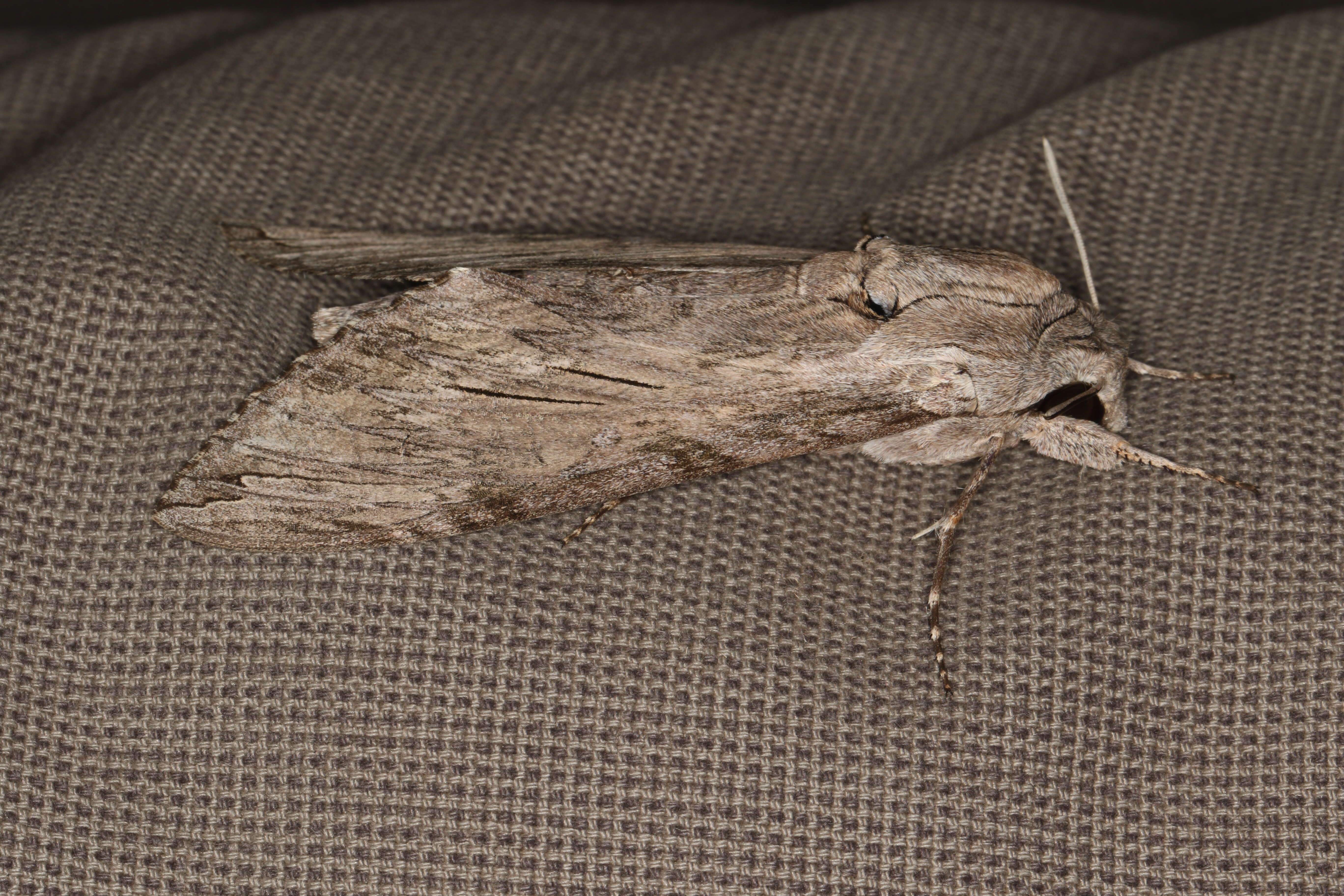 Image of convolvulus hawk moth