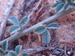 Imagem de Indigofera priorii