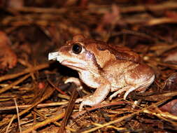 Image of horseshoe forest treefrog