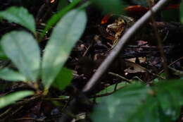 Image of Scaly-throated Leaftosser
