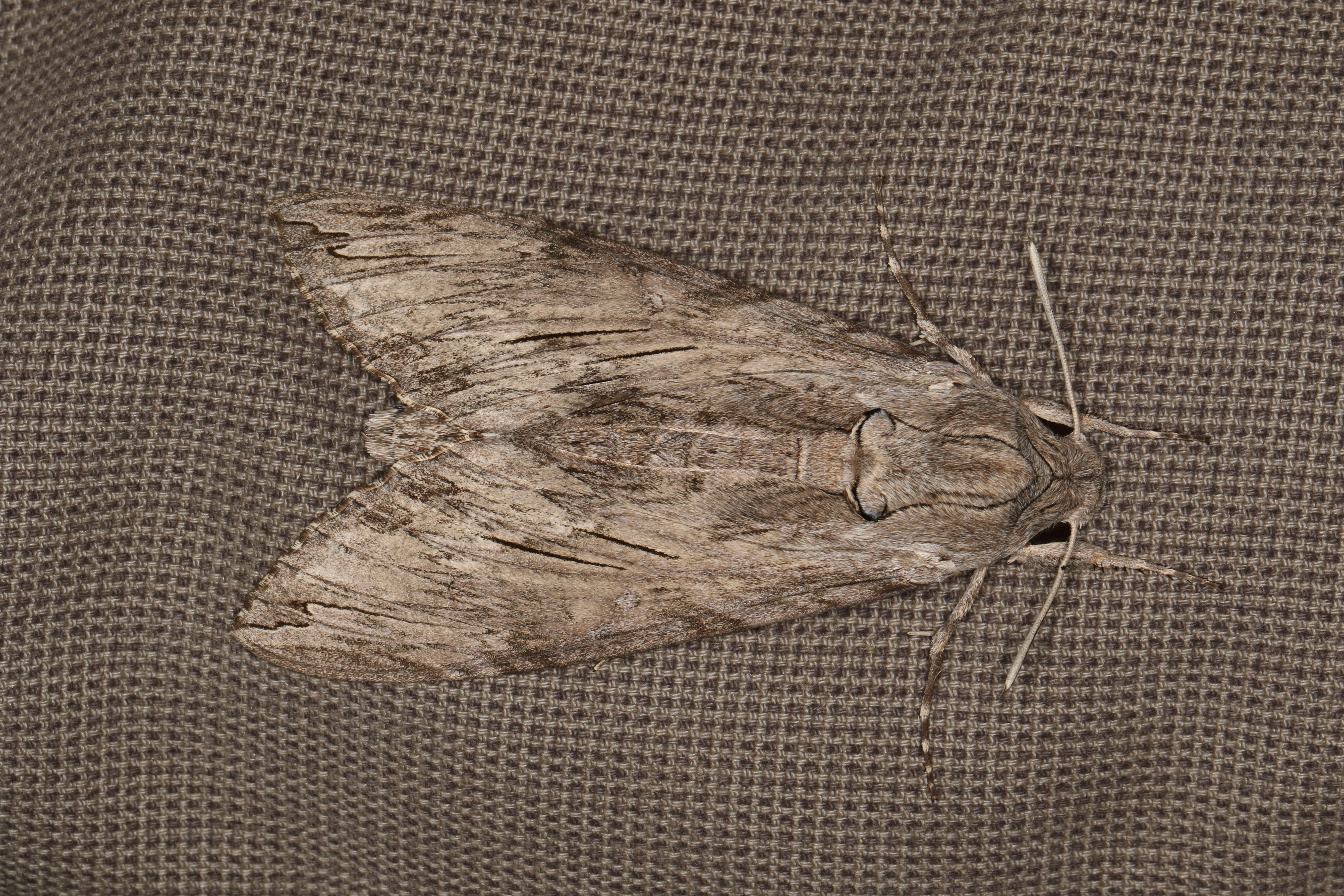 Image of convolvulus hawk moth