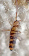 Image of Springtail