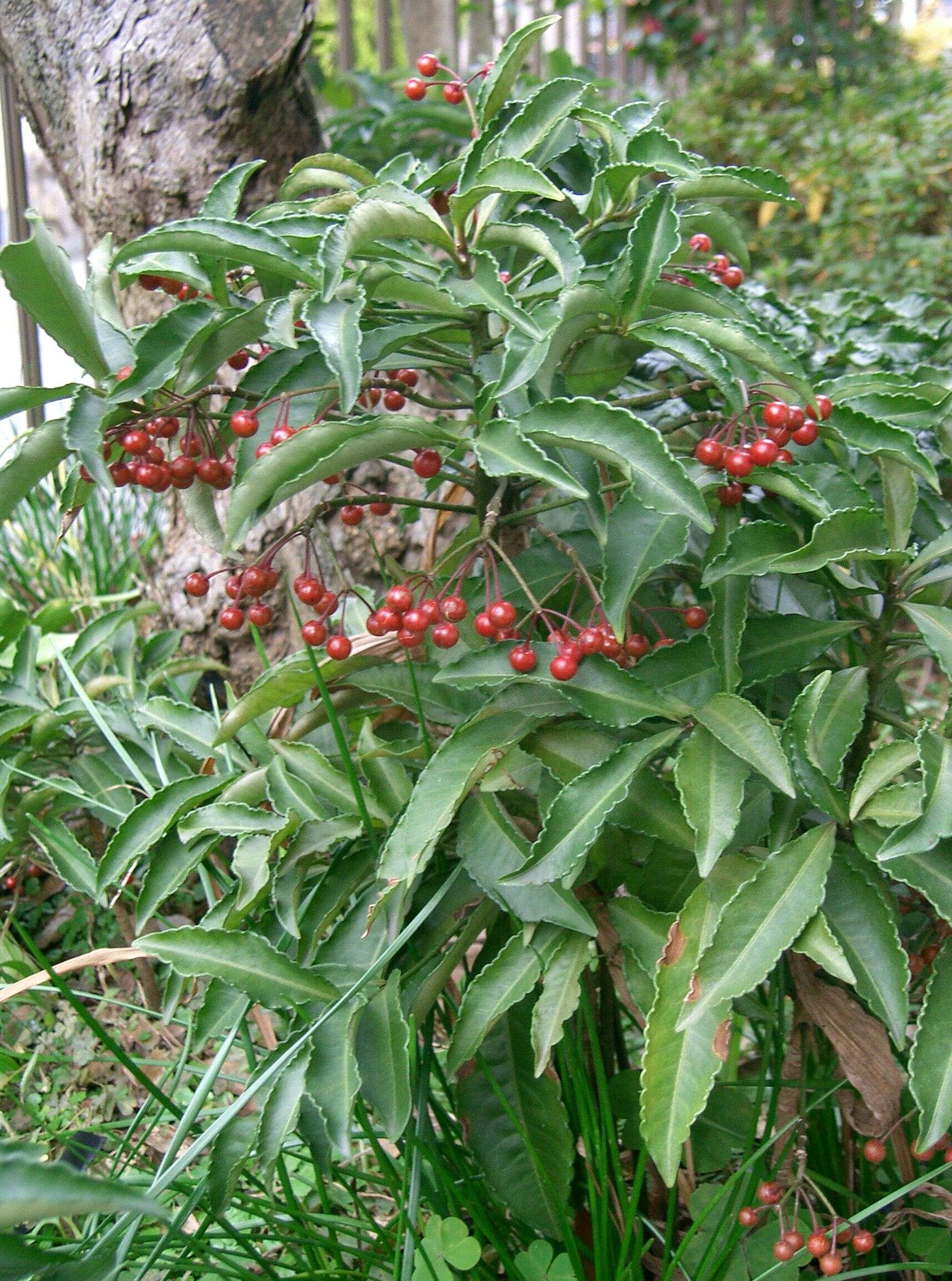 Plancia ëd Ardisia crenata Sims