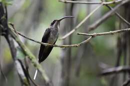 Слика од Phaethornis anthophilus (Bourcier 1843)