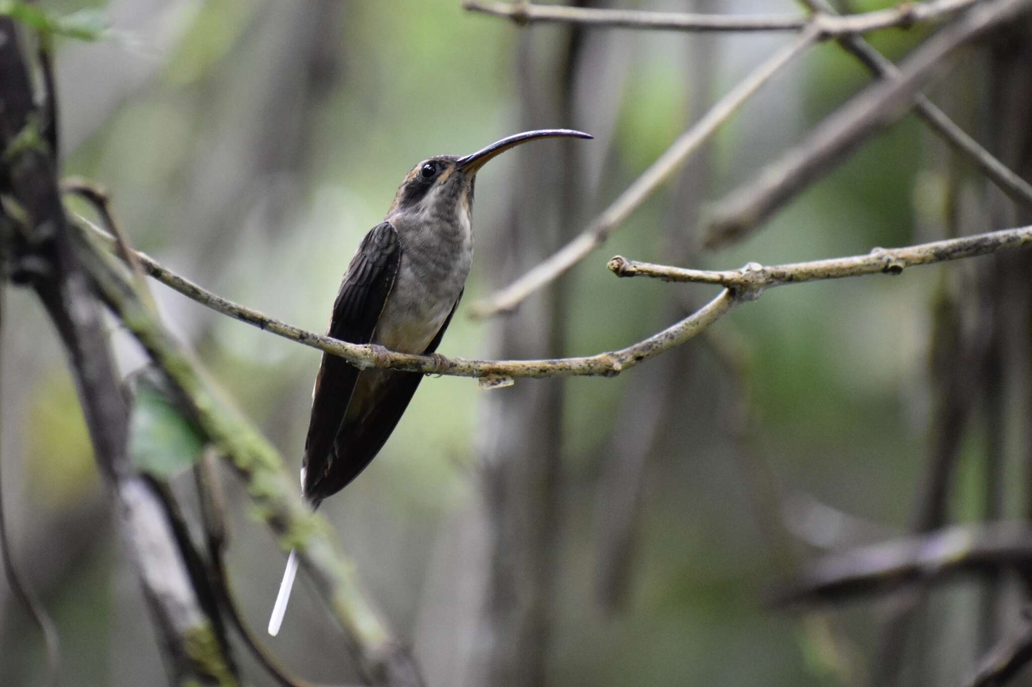 Image of Pale-bellied Hermit