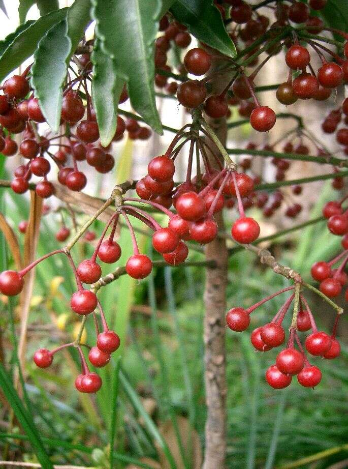 Plancia ëd Ardisia crenata Sims