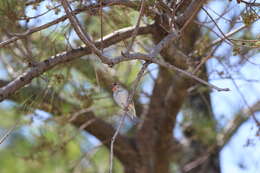 Image of Madagascar Red Fody