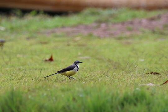 Image of Madagascan Wagtail