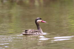 Image of Red-billed Teal