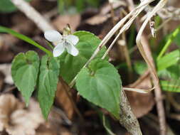 Image of Viola shikokiana Makino