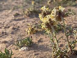 Sivun Ipomopsis spicata subsp. tridactyla (Rydb.) D. Wilken & R. L. Hartman kuva