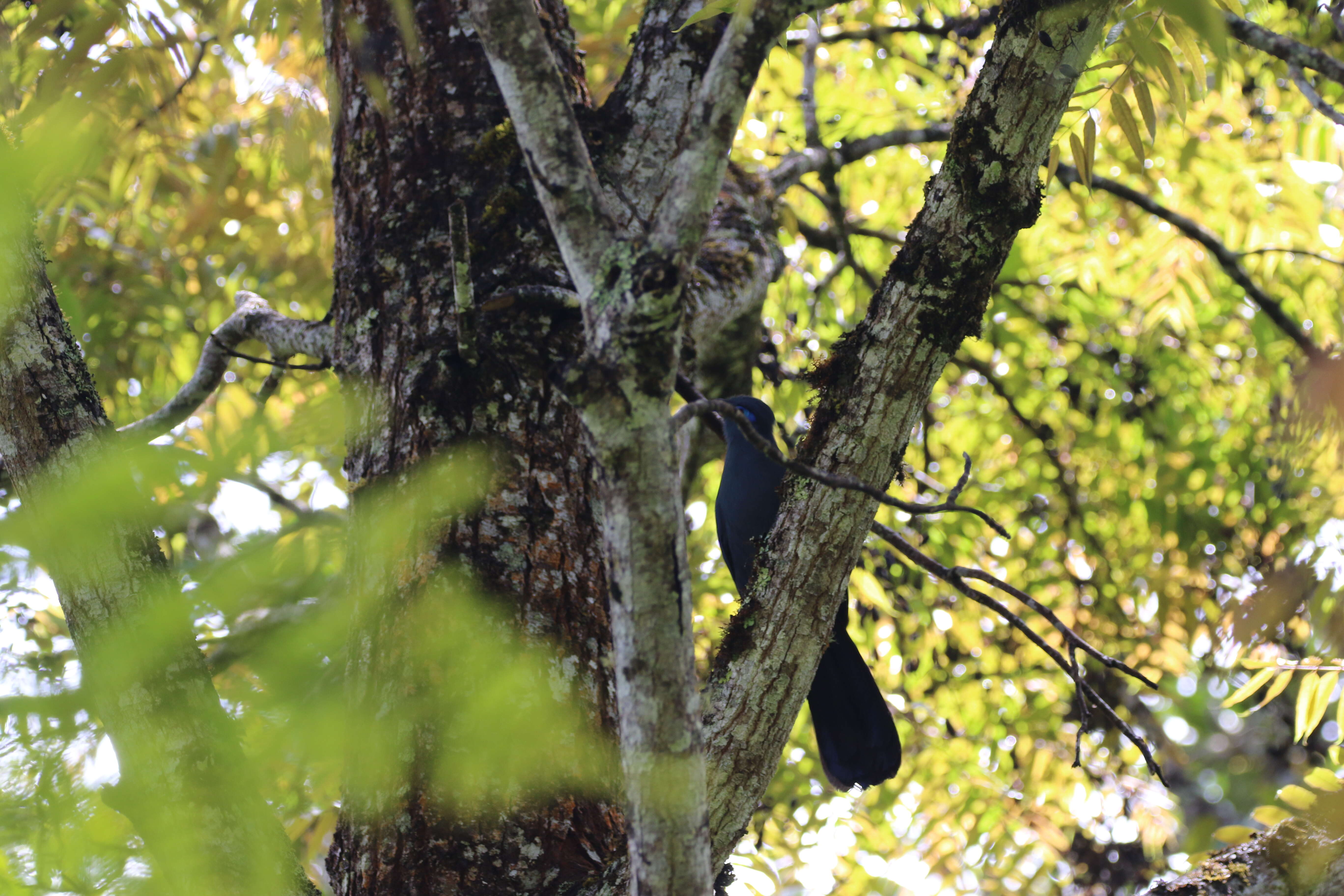 Image of Blue Coua