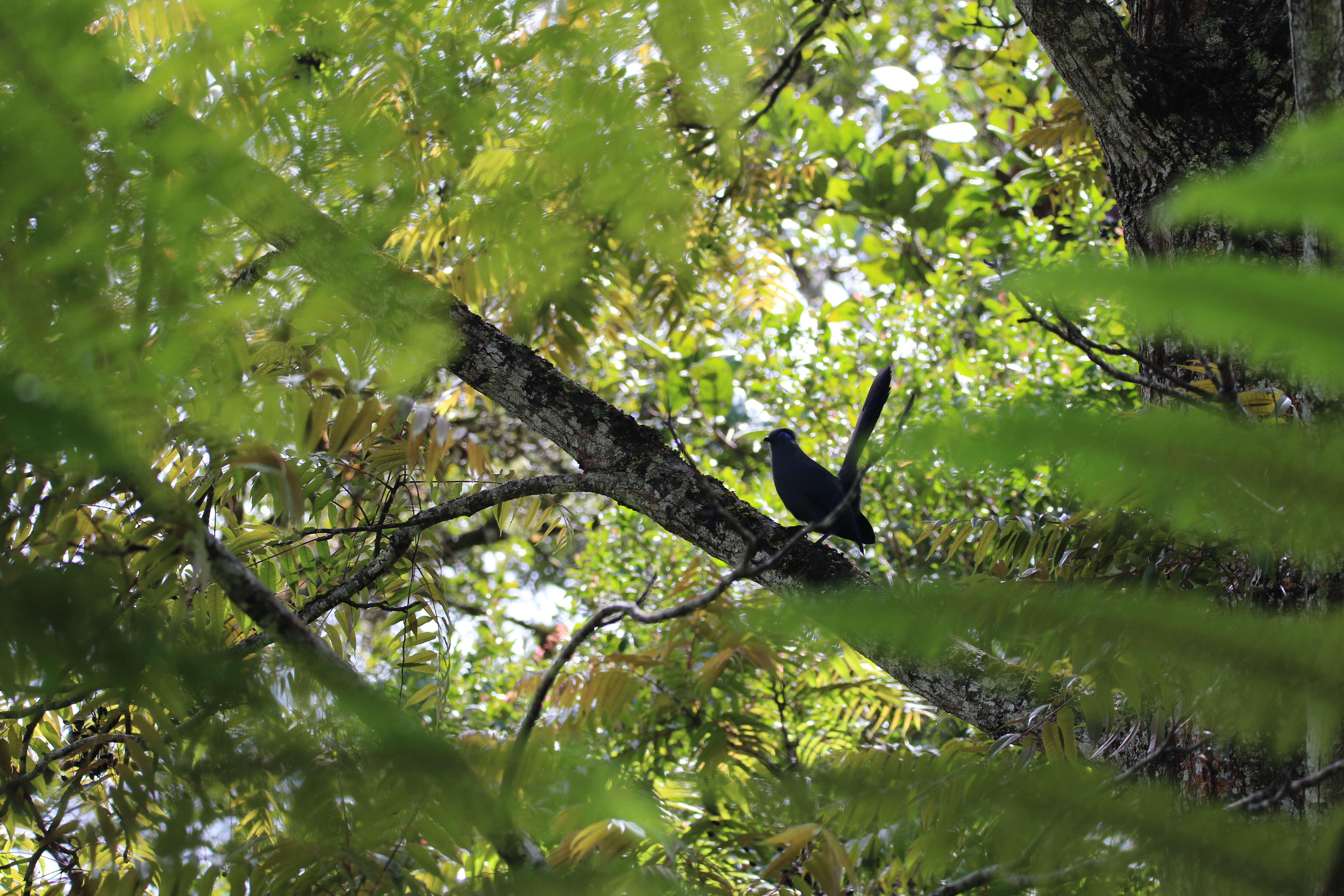 Image of Blue Coua