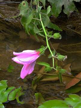 Hibiscus bifurcatus Cav.的圖片