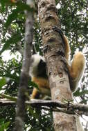 Image of Diadem Sifaka