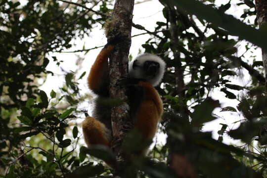 Image of Diadem Sifaka