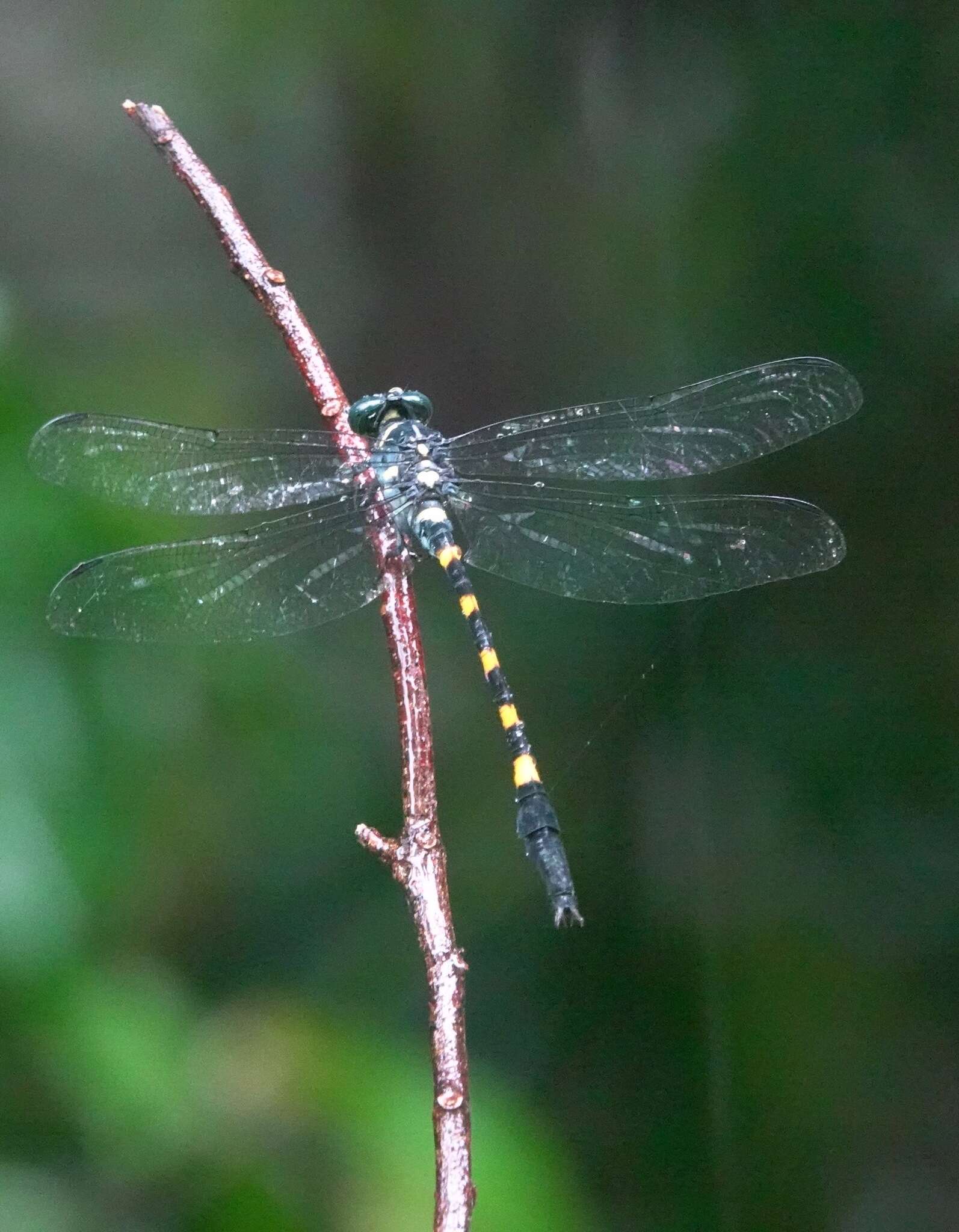 Imagem de Macrogomphus quadratus Selys 1878