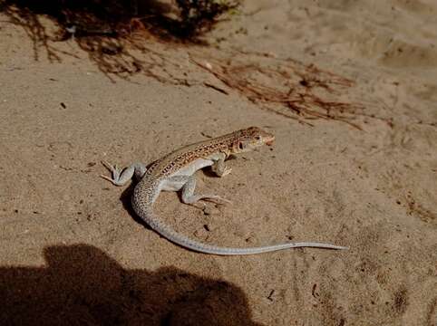 Plancia ëd Acanthodactylus erythrurus erythrurus (Schinz 1833)