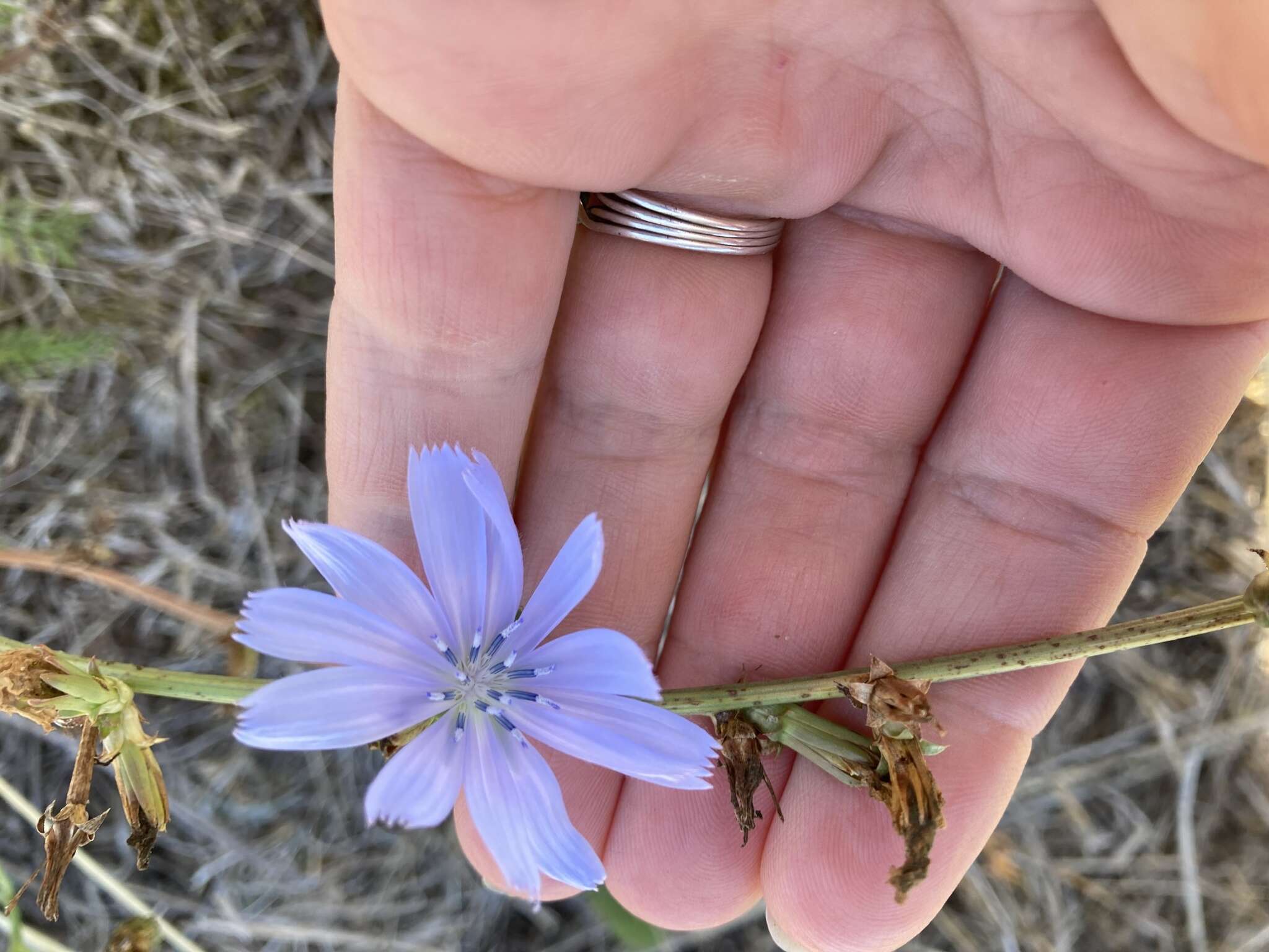 Image of Cichorium intybus subsp. intybus