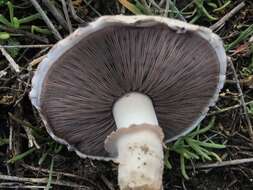 Image of Agaricus pilosporus Peck 1905