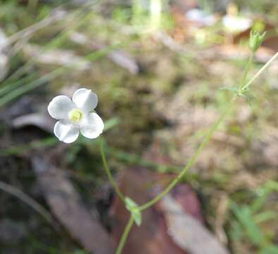 Image of Mitrasacme alsinoides R. Br.