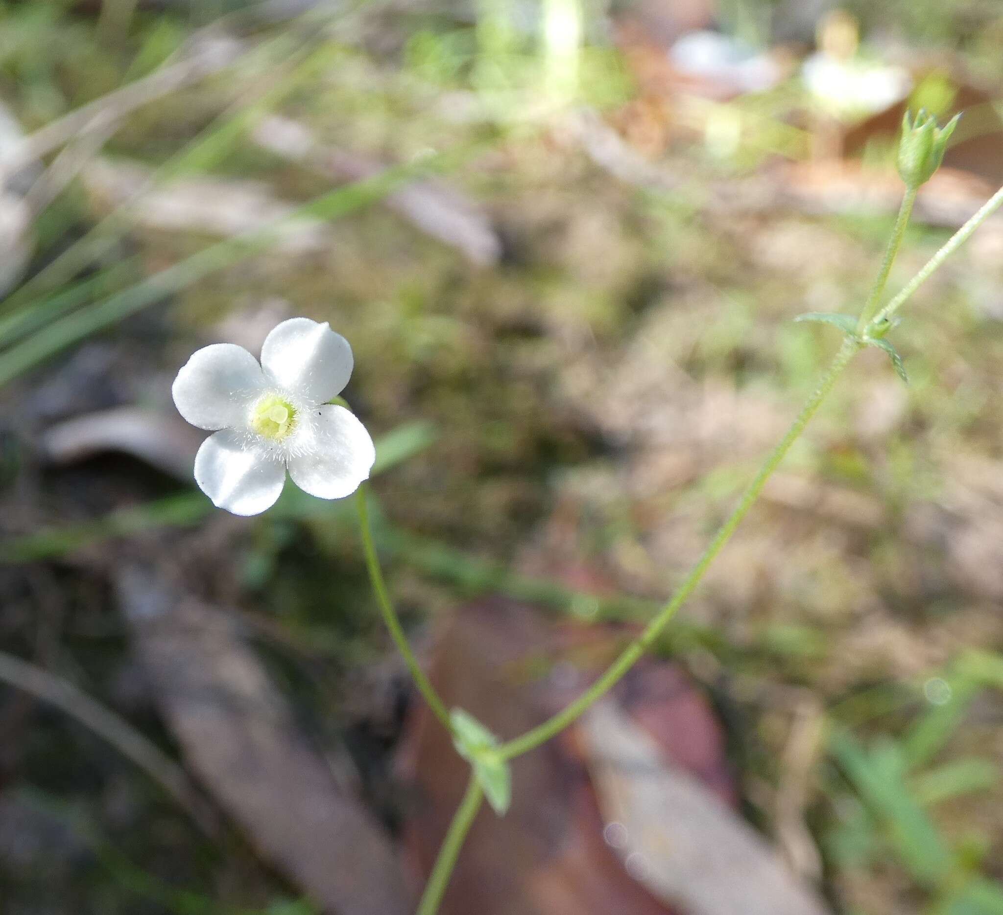 Image of Mitrasacme alsinoides R. Br.