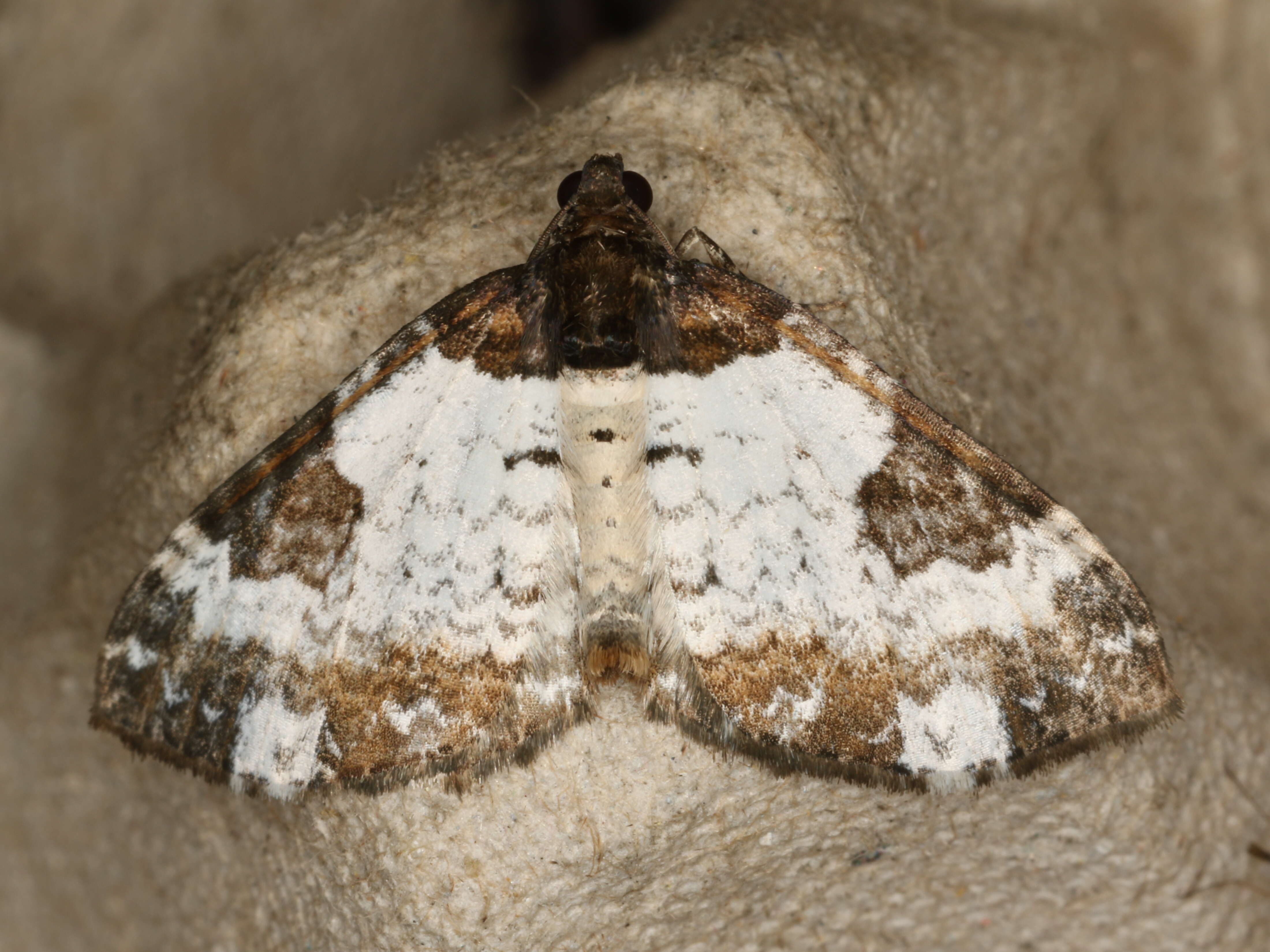 Sivun Melanthia procellata Schiffermüller 1775 kuva