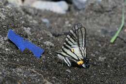 Image of <i>Graphium eurous asakurae</i>