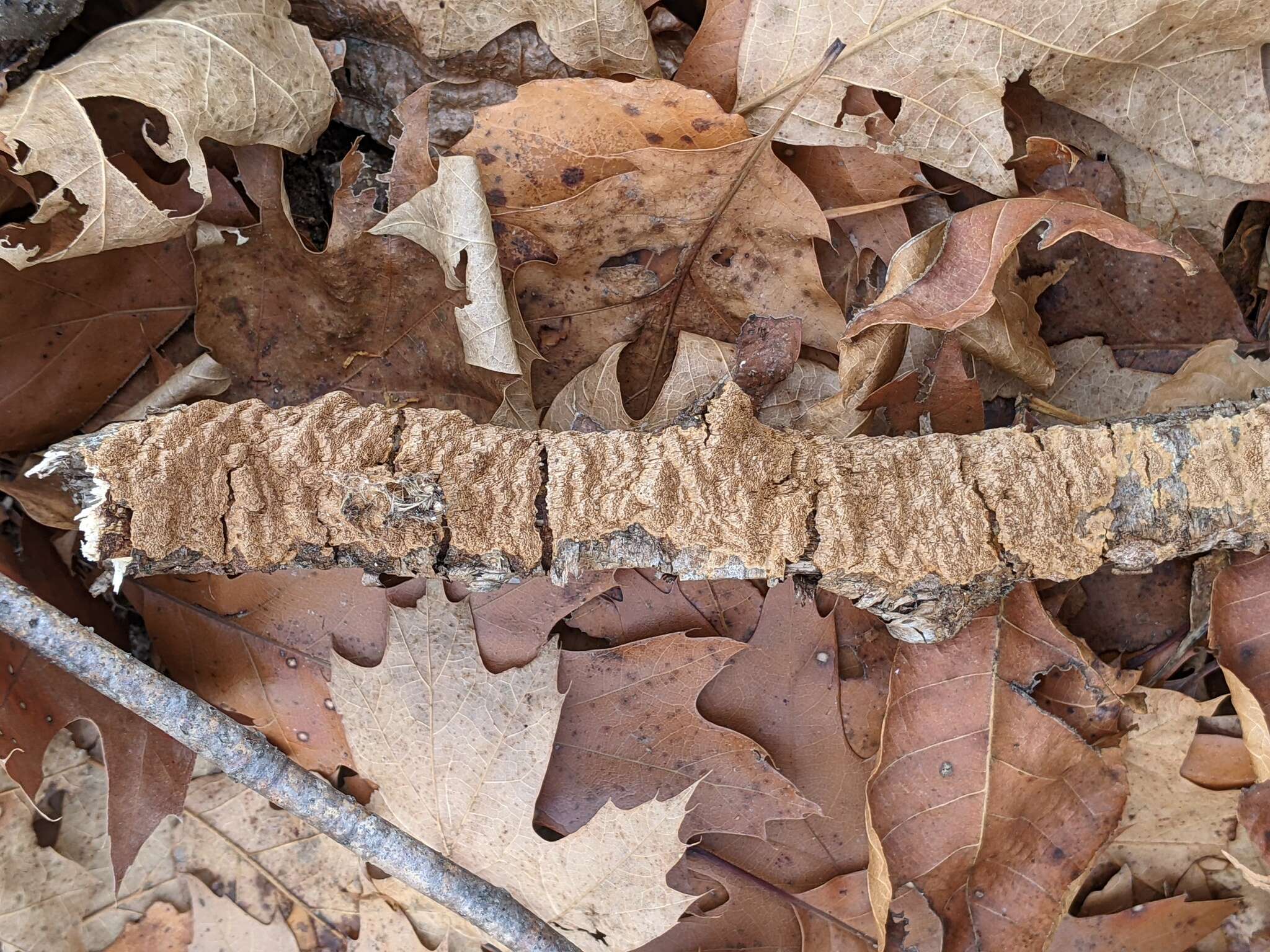 Plancia ëd Fuscoporia ferrea (Pers.) G. Cunn. 1948