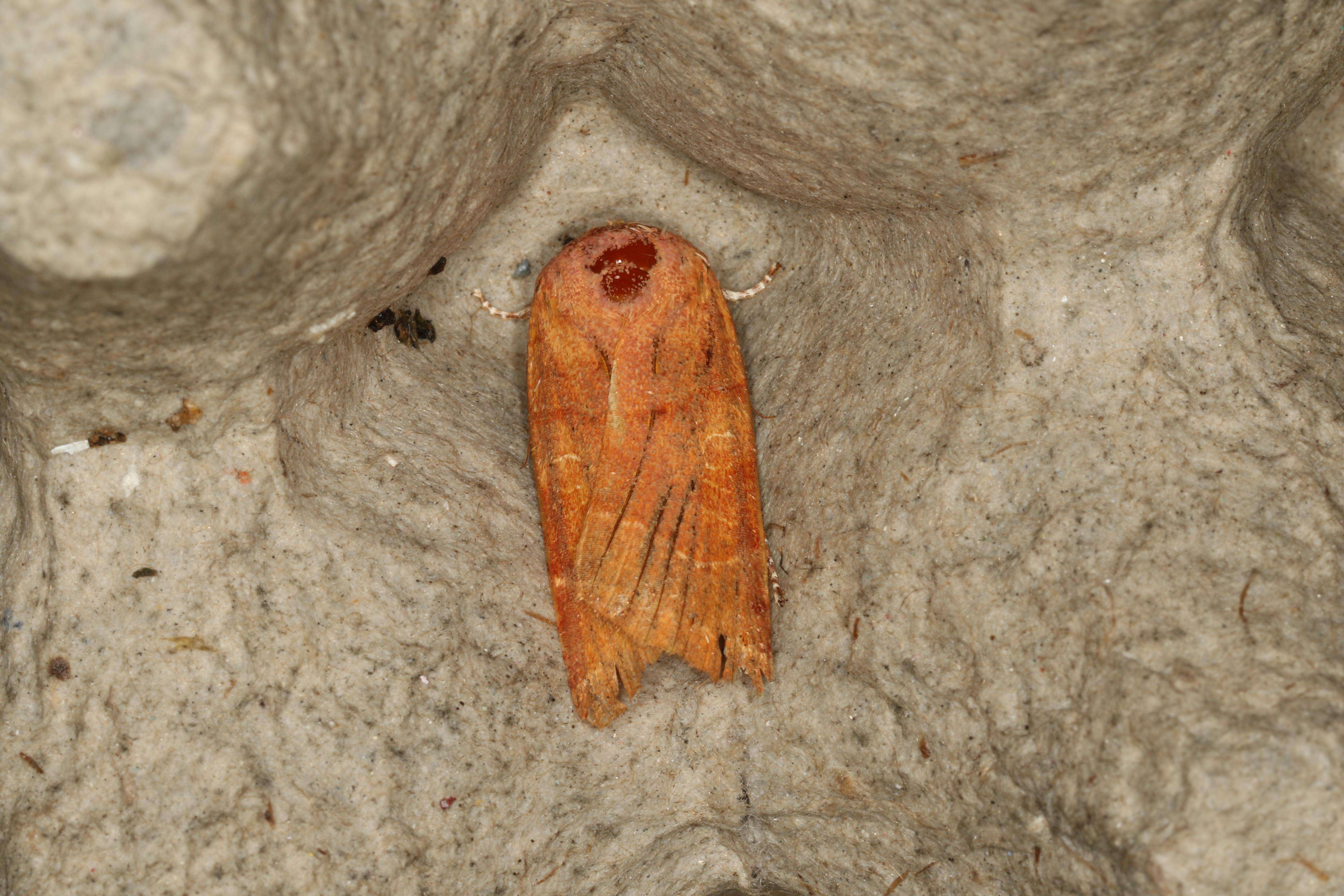 Image of broad-bordered yellow underwing