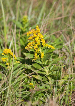 صورة Solidago azorica Hochst.