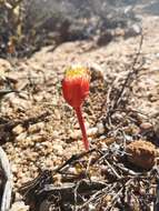 Imagem de Haemanthus unifoliatus Snijman