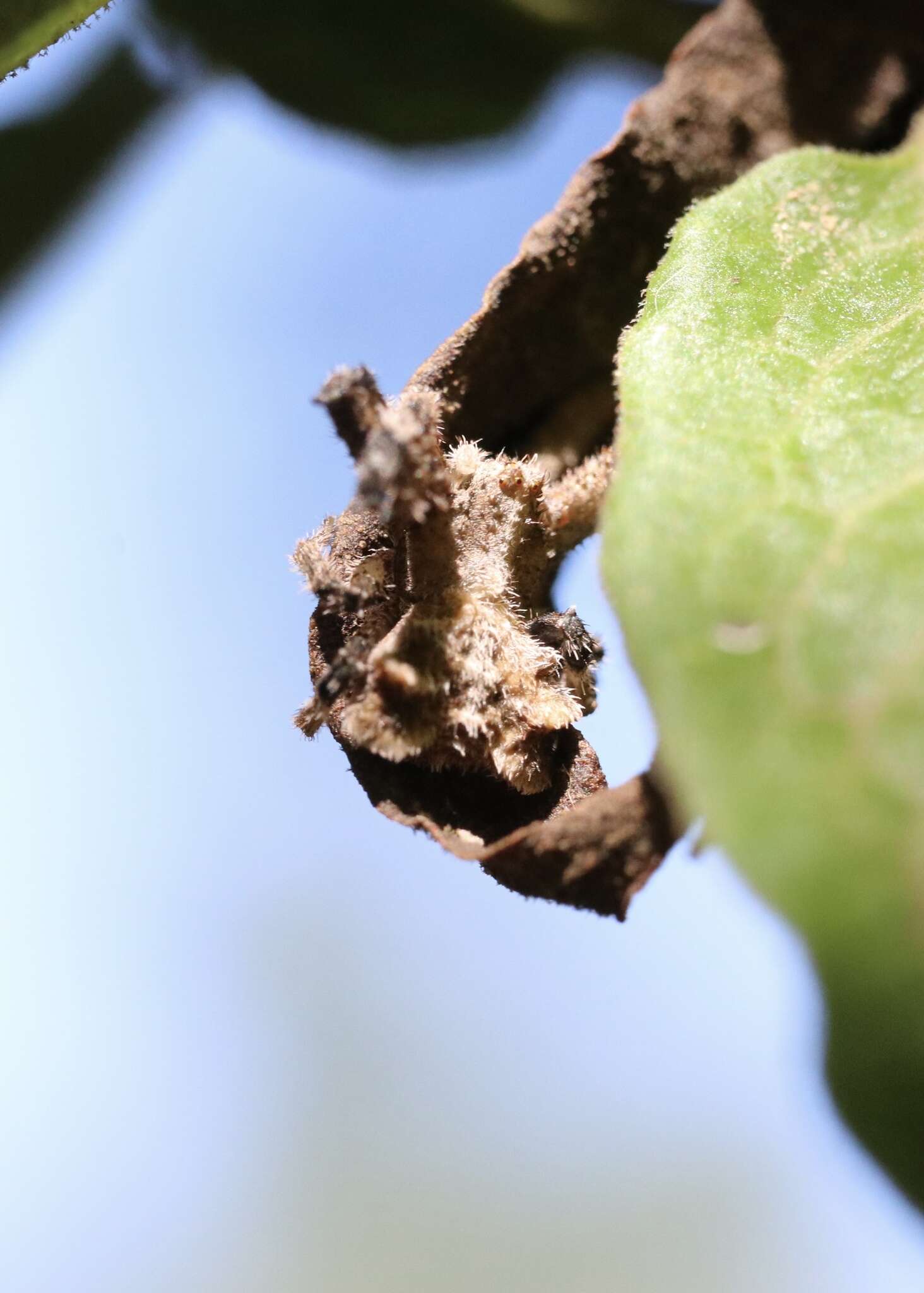 Image of Coenypha ditissima