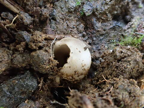 Helvella costifera Nannf. 1953 resmi