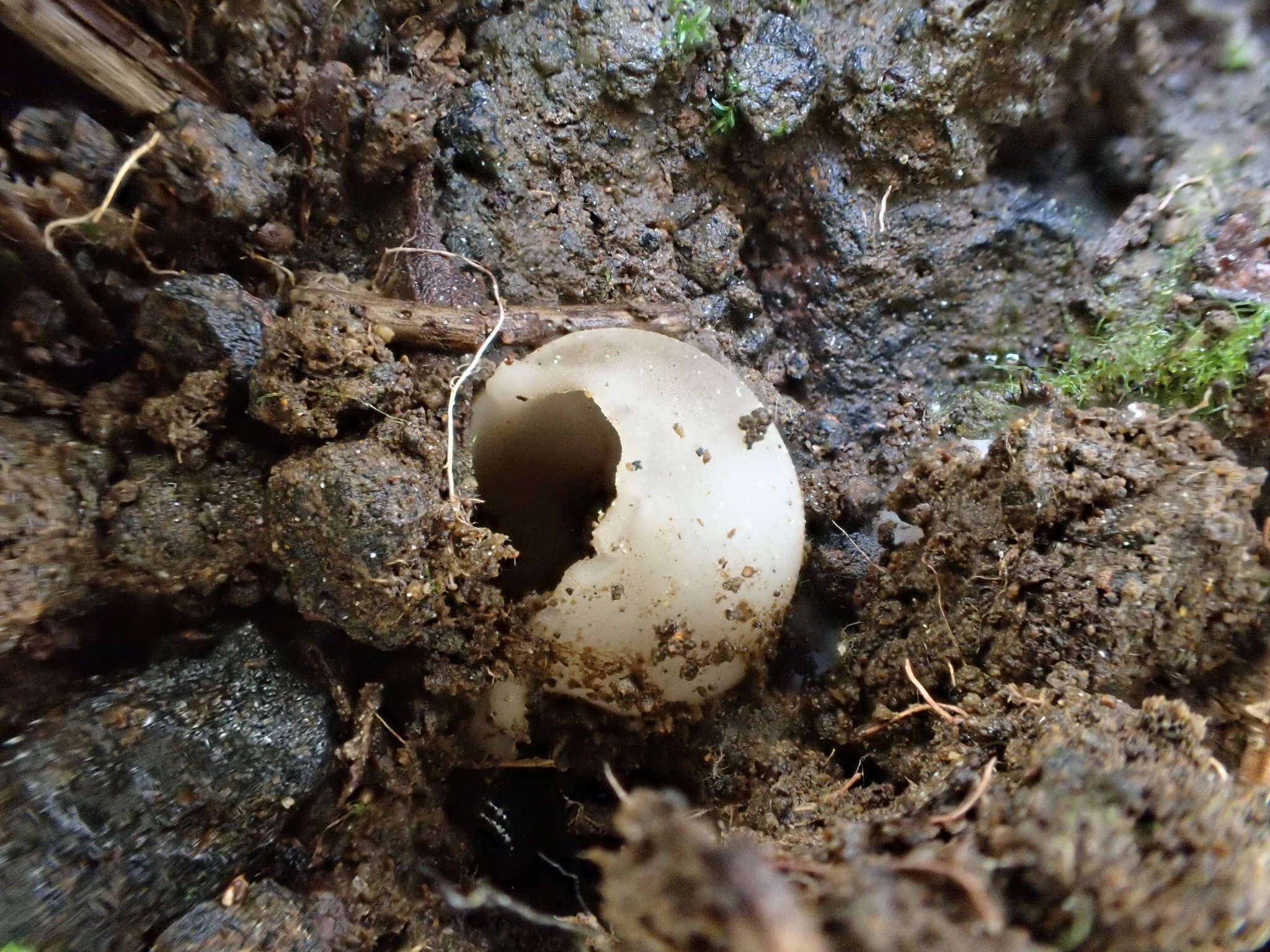 Plancia ëd Helvella costifera Nannf. 1953