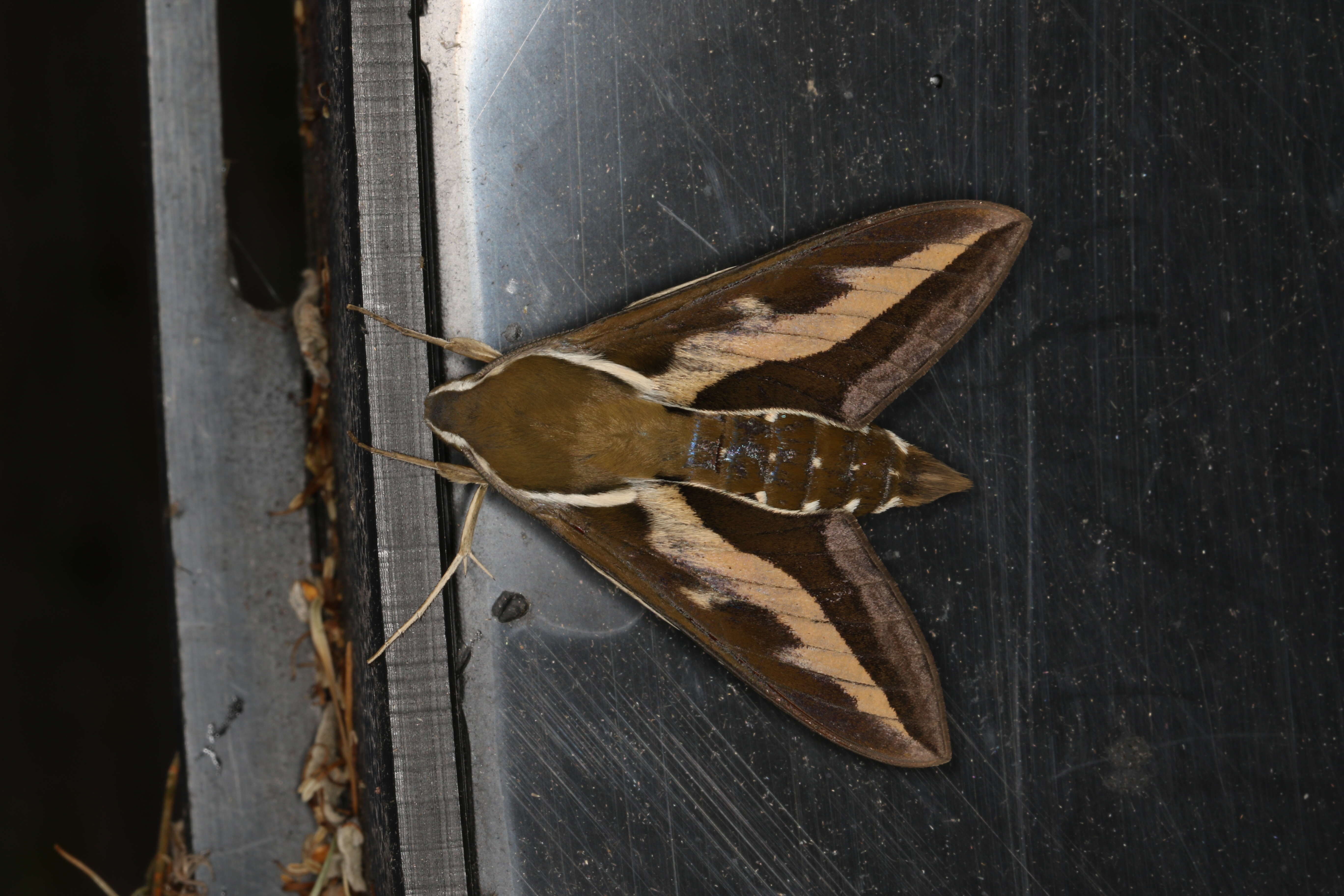 Image of Galium Sphinx