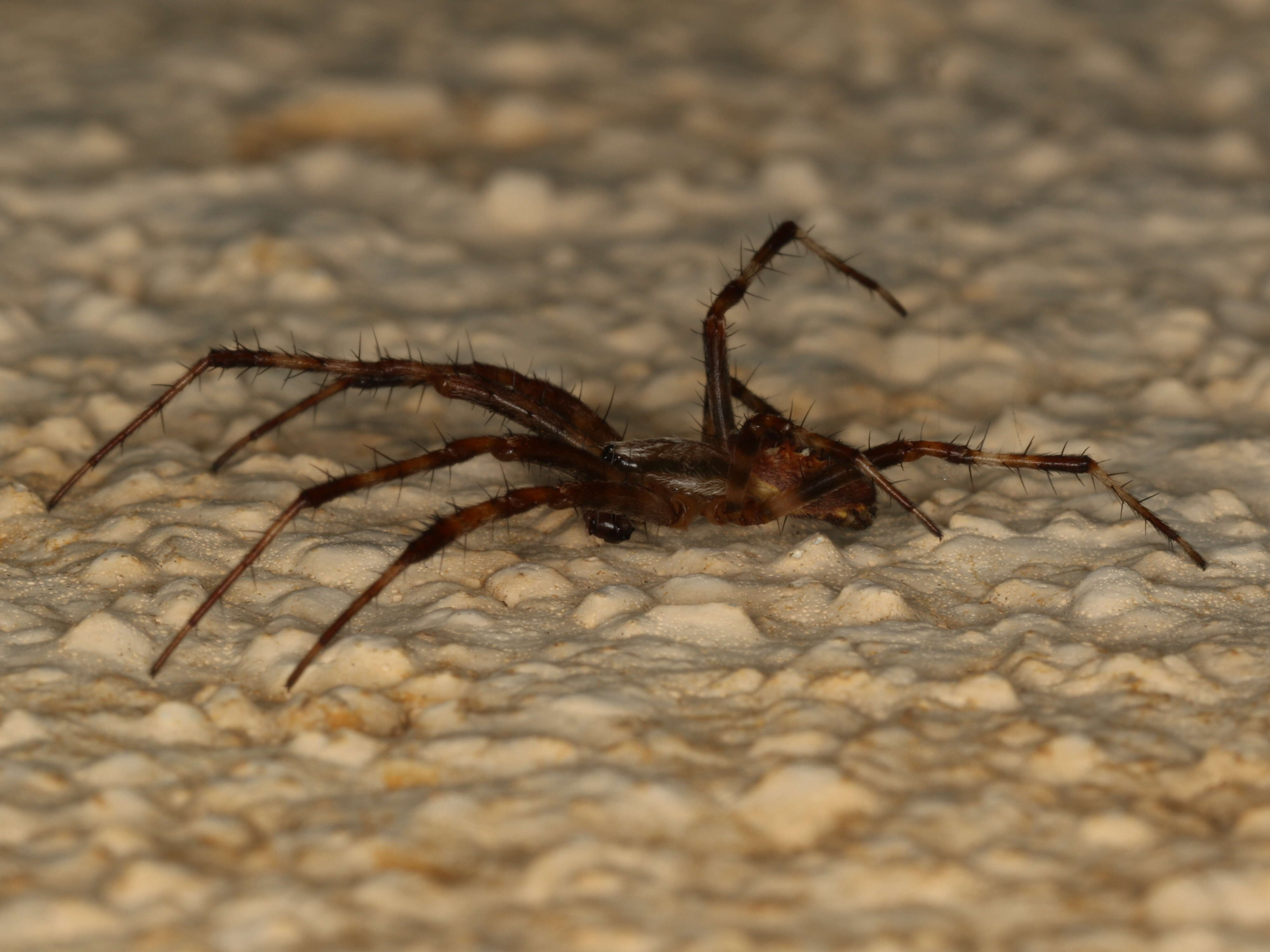 Image of Garden spider