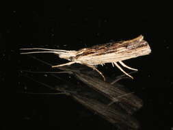 Image of Ypsolopha scabrella