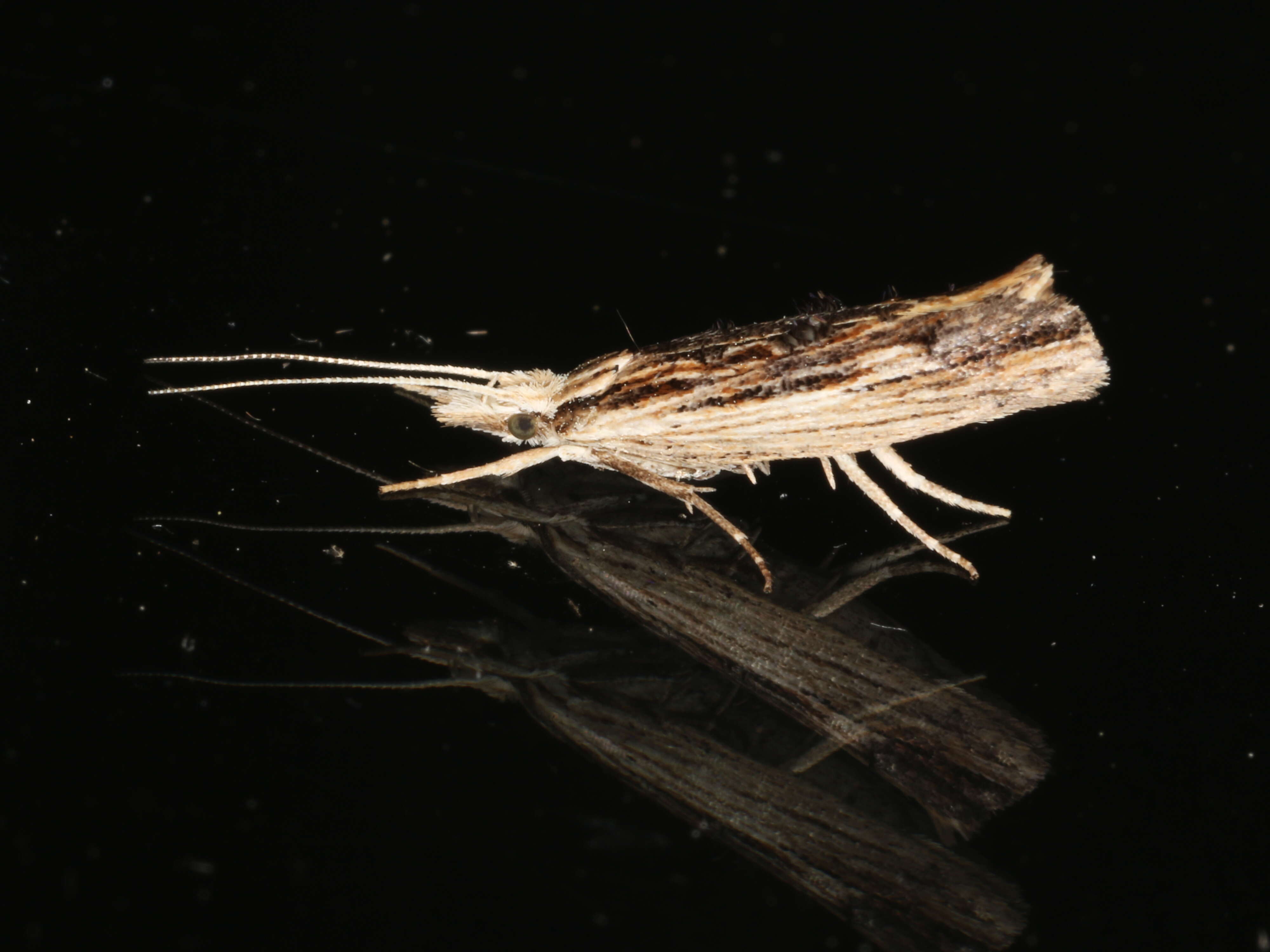 Image of Ypsolopha scabrella