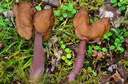 Imagem de Gyromitra ambigua (P. Karst.) Harmaja 1969