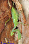 Image of African mantis